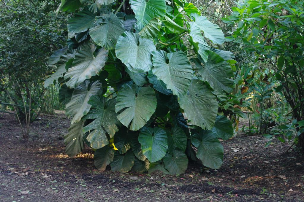 Finca Verde Lodge 比加瓜 外观 照片